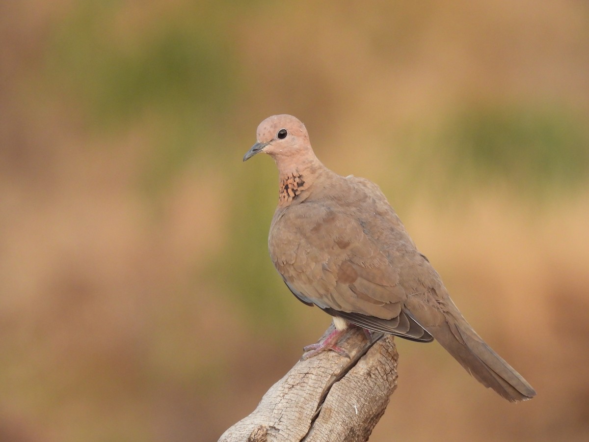 Laughing Dove - ML618317342