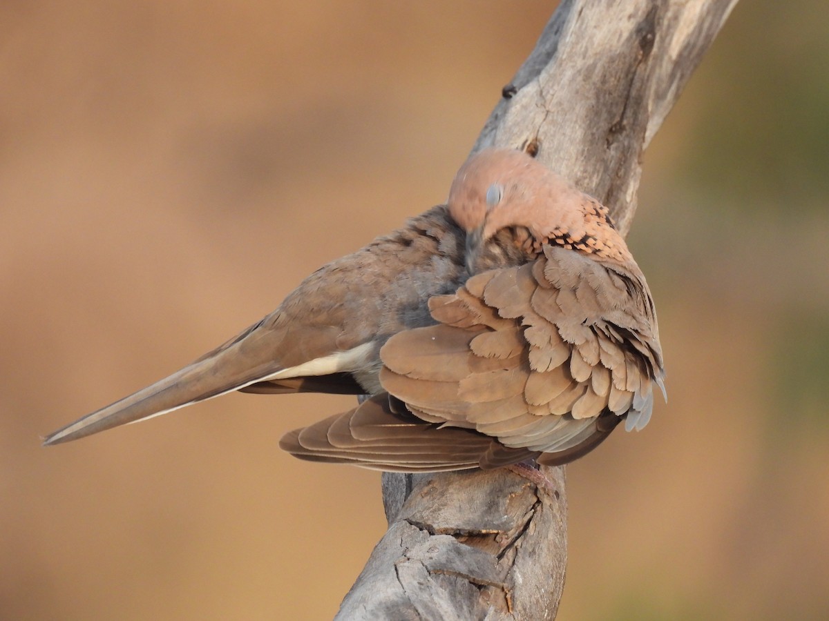 Laughing Dove - ML618317343