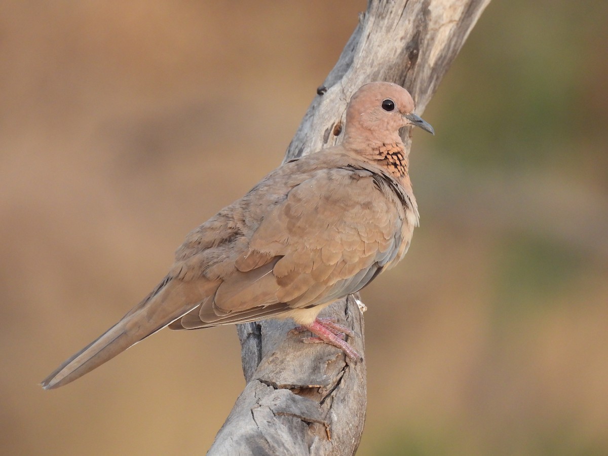 Laughing Dove - ML618317344