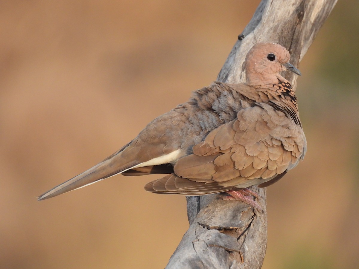 Laughing Dove - ML618317345