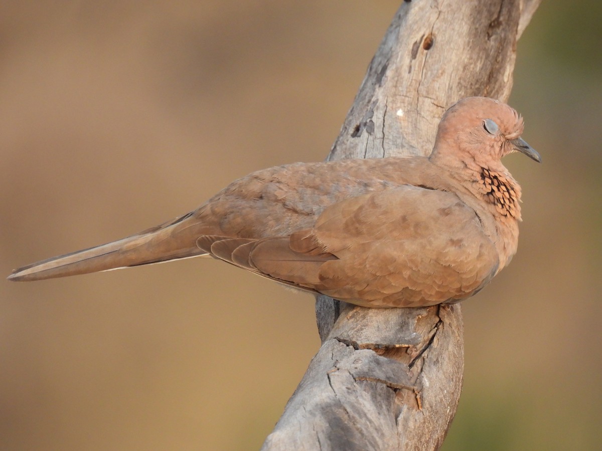 Laughing Dove - ML618317347