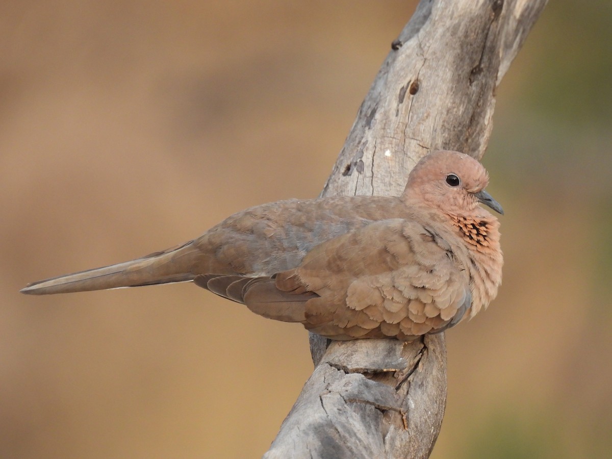Laughing Dove - ML618317348