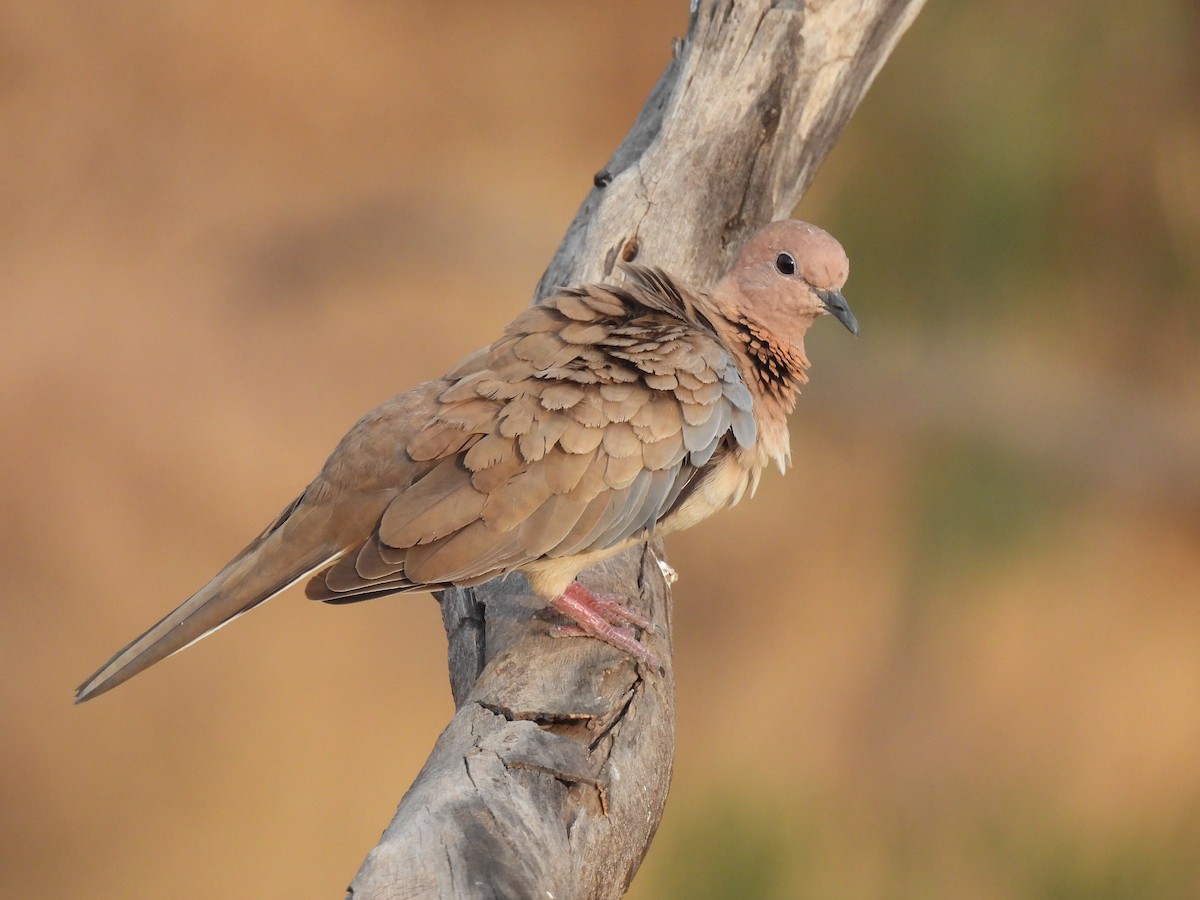 Laughing Dove - ML618317349