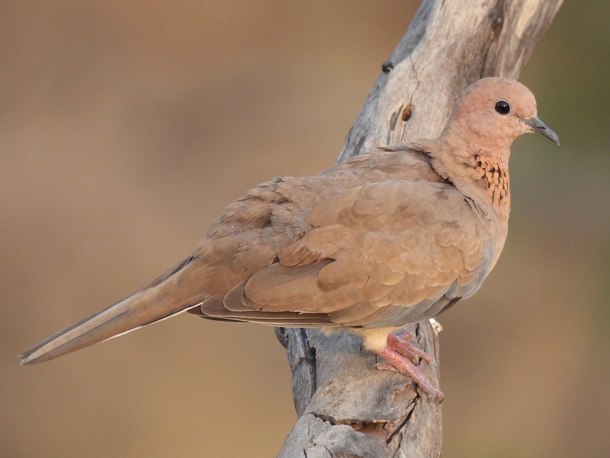 Laughing Dove - ML618317350