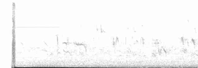 White Wagtail - ML618317382