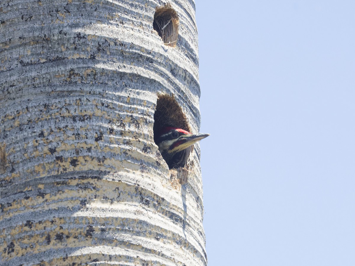 Pileated Woodpecker - ML618317390