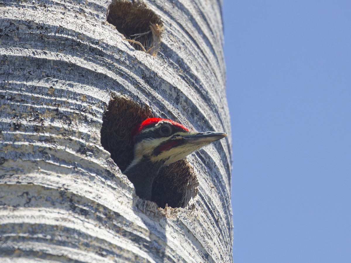 Pileated Woodpecker - ML618317391