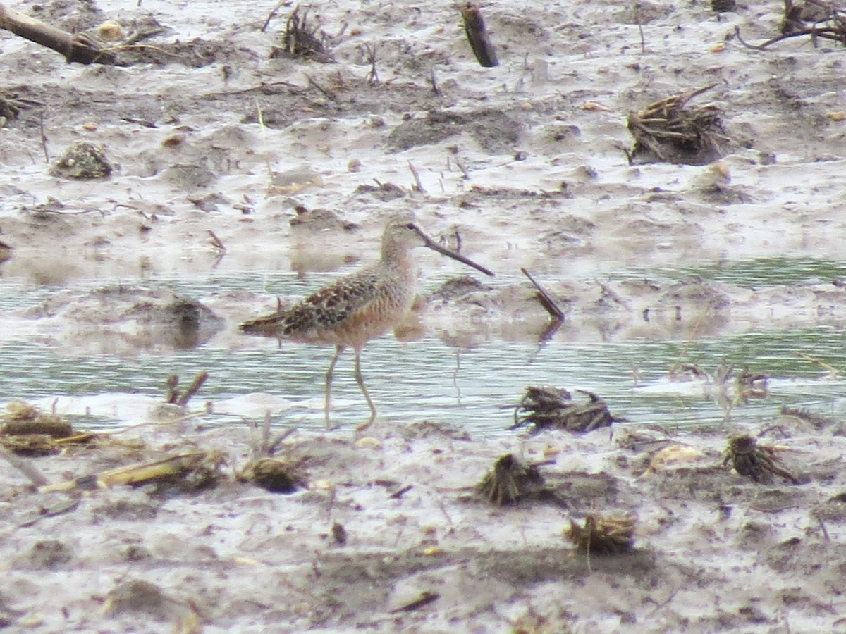 Long-billed Dowitcher - ML618317438