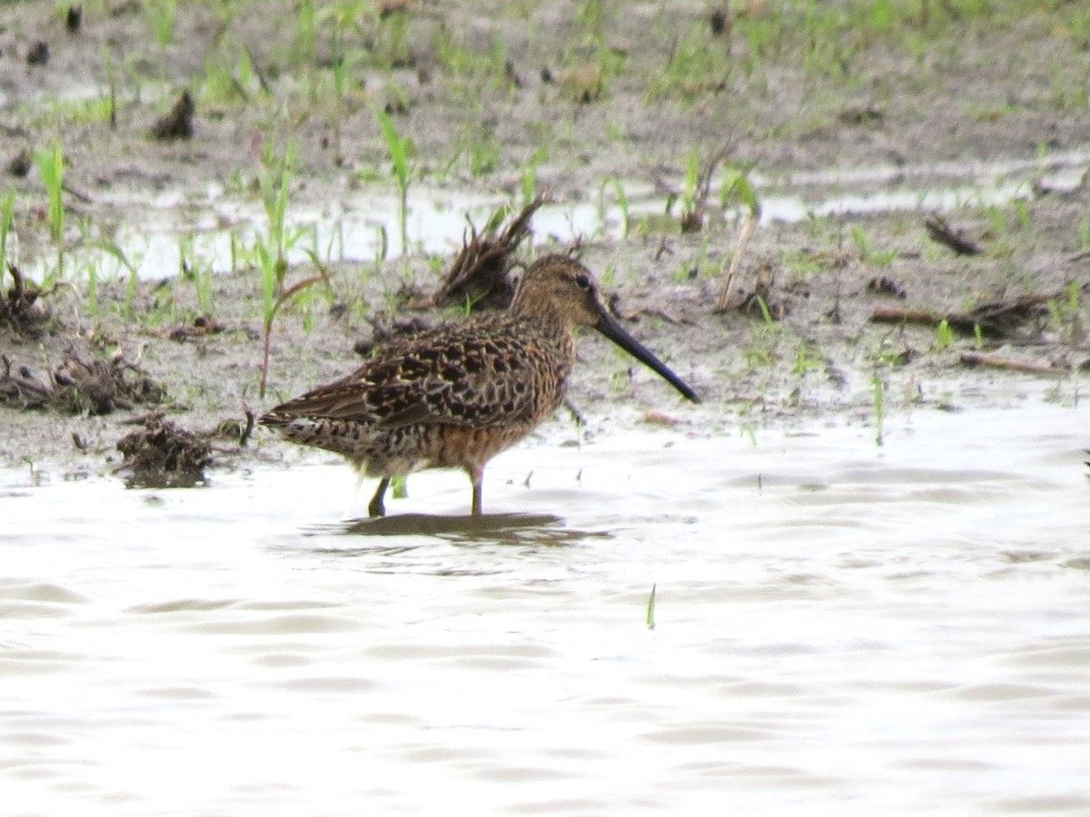 Long-billed Dowitcher - ML618317443