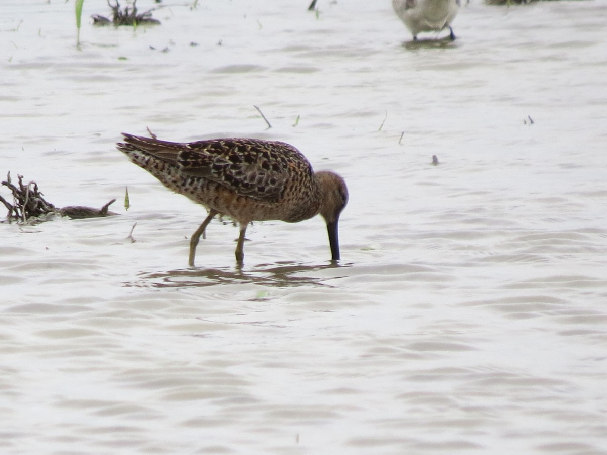 Long-billed Dowitcher - ML618317446