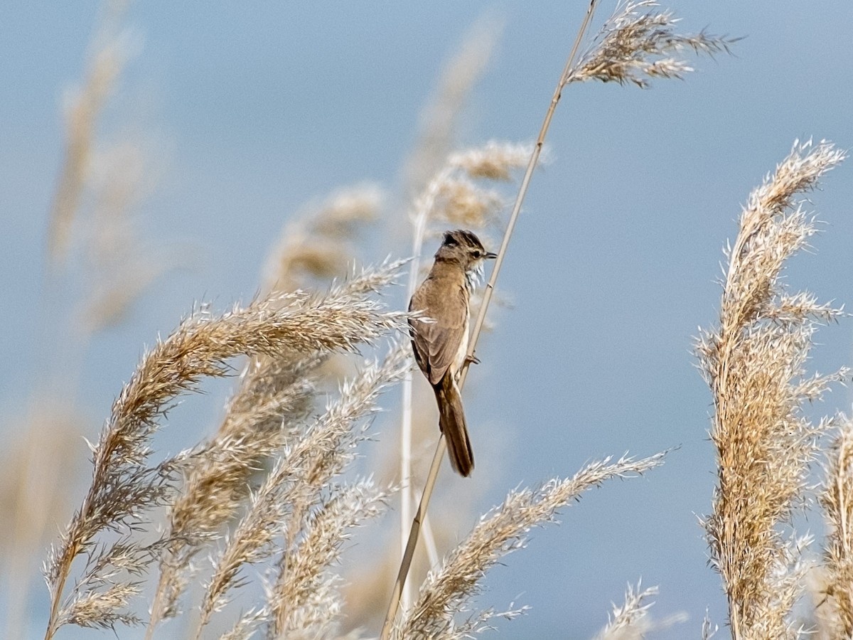Marsh/Common Reed Warbler - ML618317465