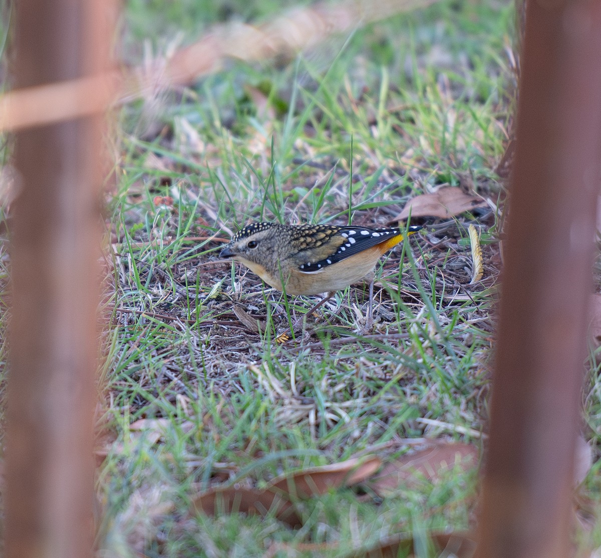 Spotted Pardalote - ML618317514