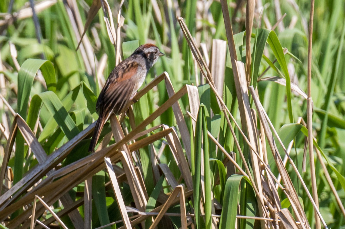 Swamp Sparrow - ML618317523