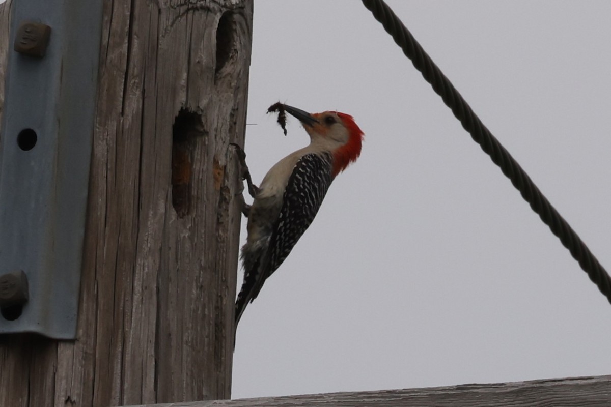 Red-bellied Woodpecker - ML618317531