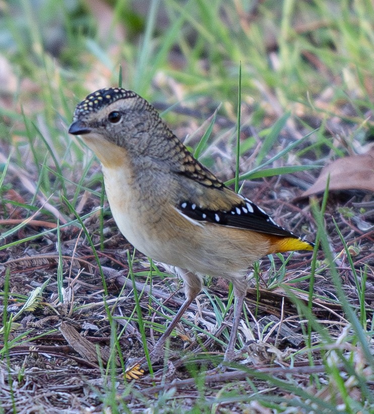 Spotted Pardalote - ML618317535
