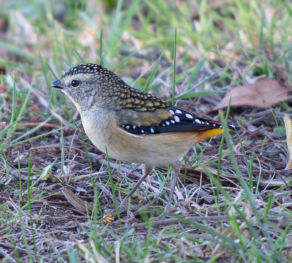Spotted Pardalote - ML618317566