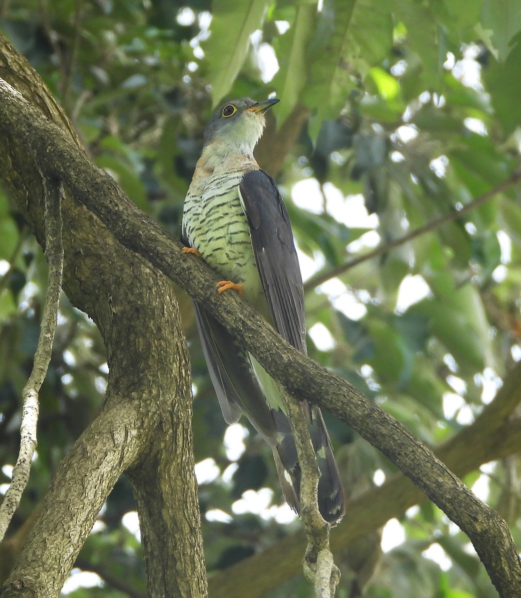 Red-chested Cuckoo - ML618317567