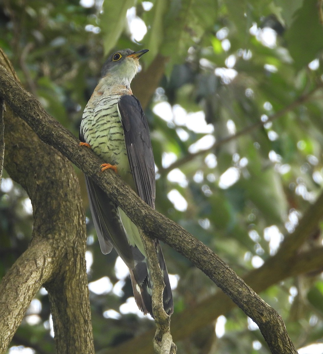 Red-chested Cuckoo - ML618317568