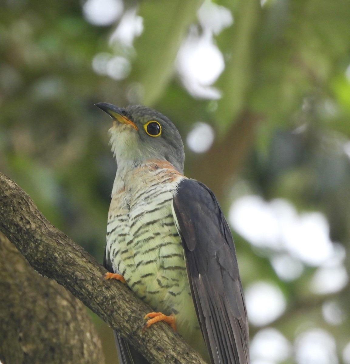Red-chested Cuckoo - ML618317569