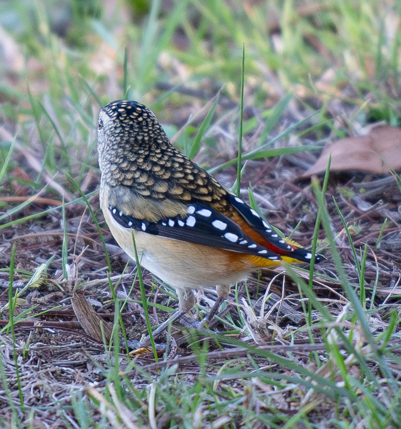 Spotted Pardalote - ML618317570