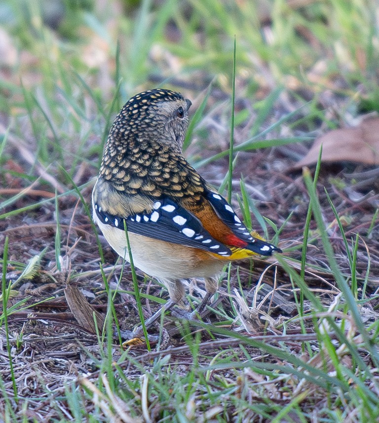 Spotted Pardalote - ML618317581