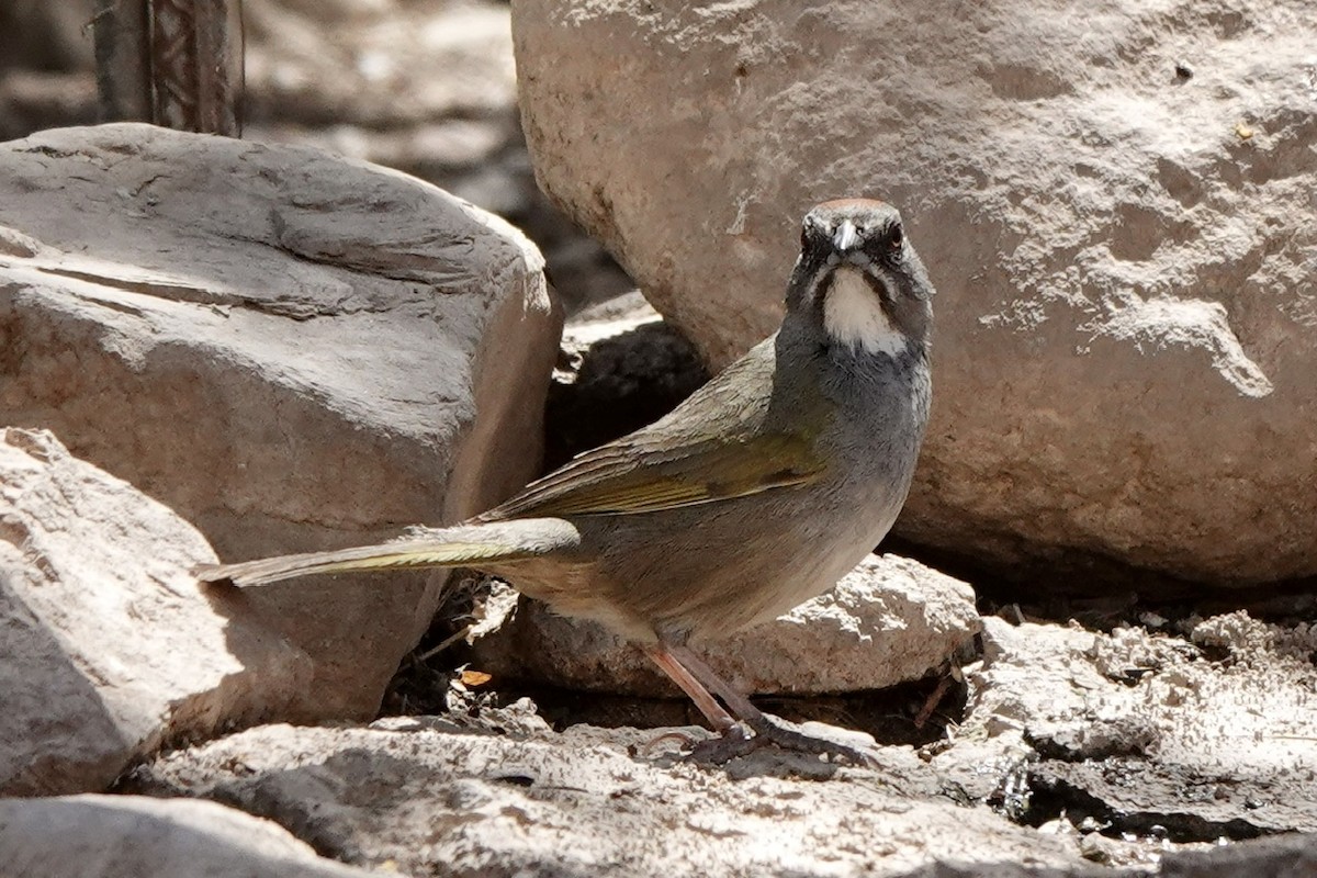 Black-throated Sparrow - ML618317587