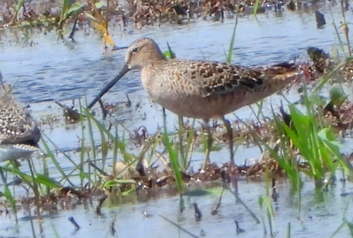 Long-billed Dowitcher - ML618317589