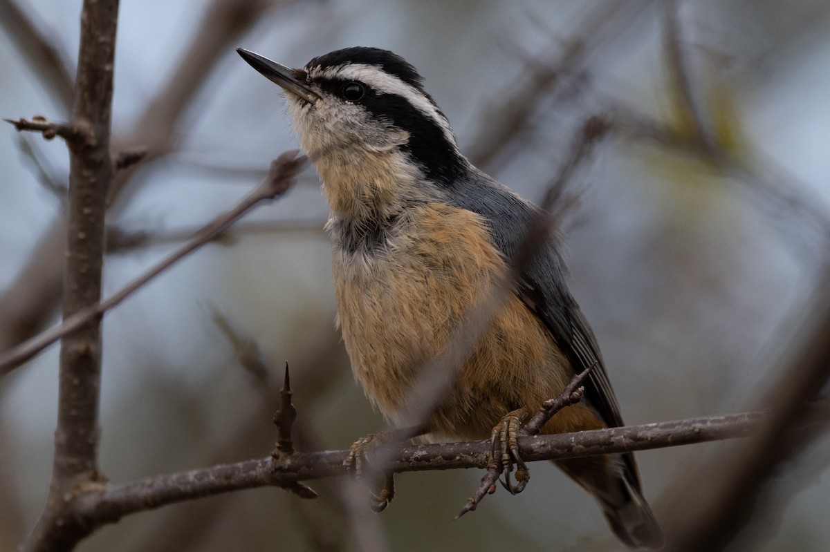 Red-breasted Nuthatch - ML618317597
