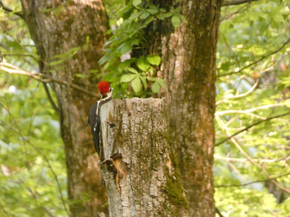 Pileated Woodpecker - Wesley McGee