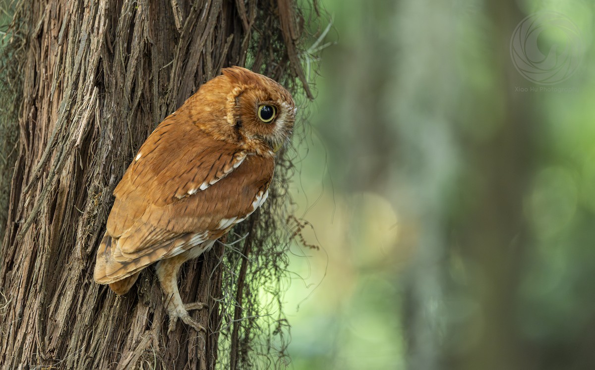 Eastern Screech-Owl - Optik Birb