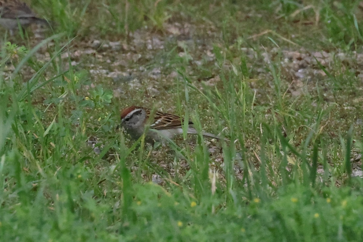 Chipping Sparrow - ML618317631
