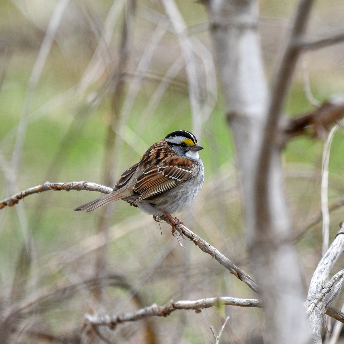 White-throated Sparrow - Marie Sauriol