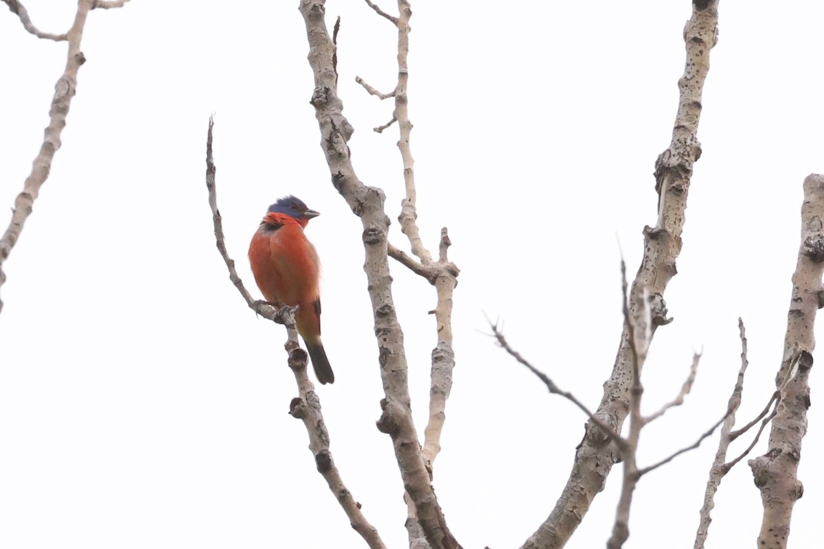 Painted Bunting - ML618317678