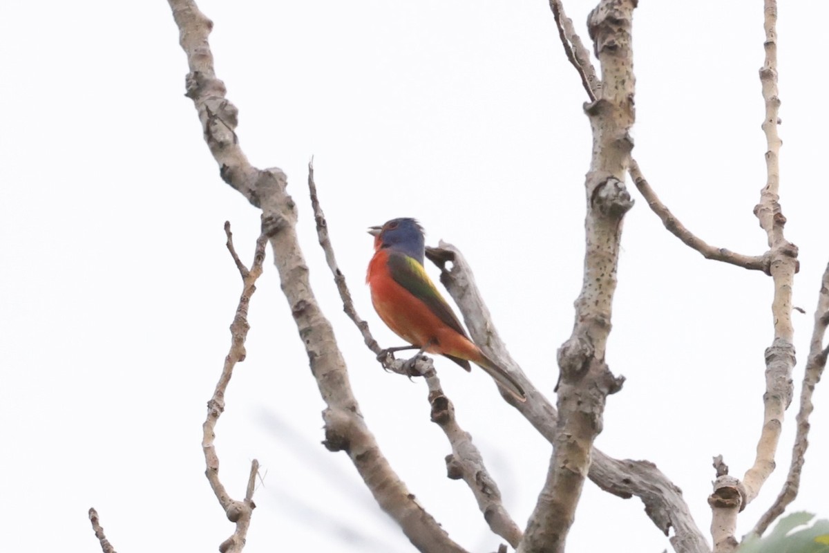 Painted Bunting - ML618317679