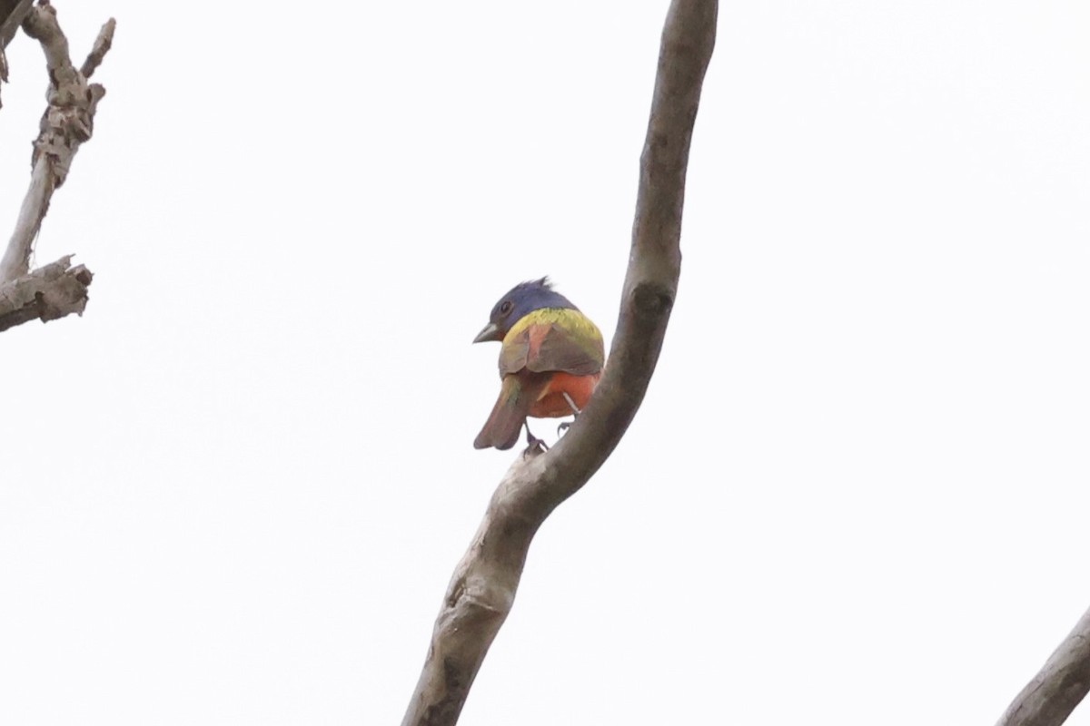 Painted Bunting - ML618317680