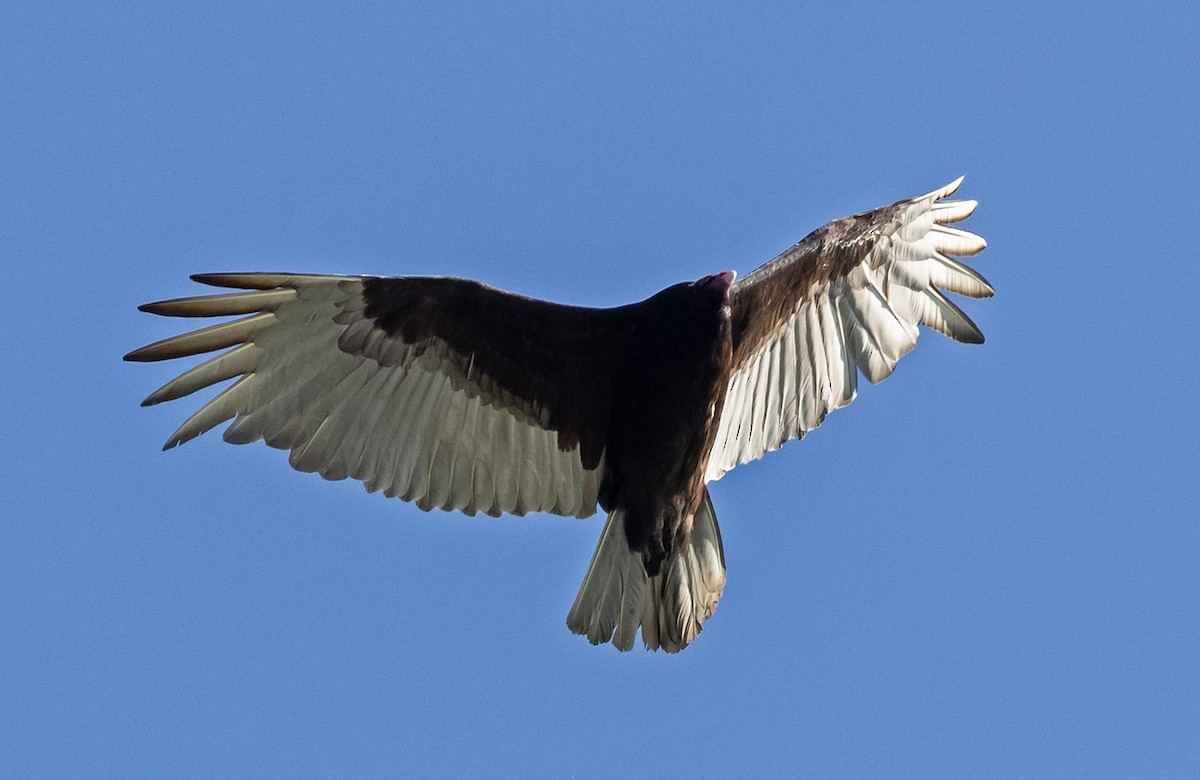 Turkey Vulture - ML618317711