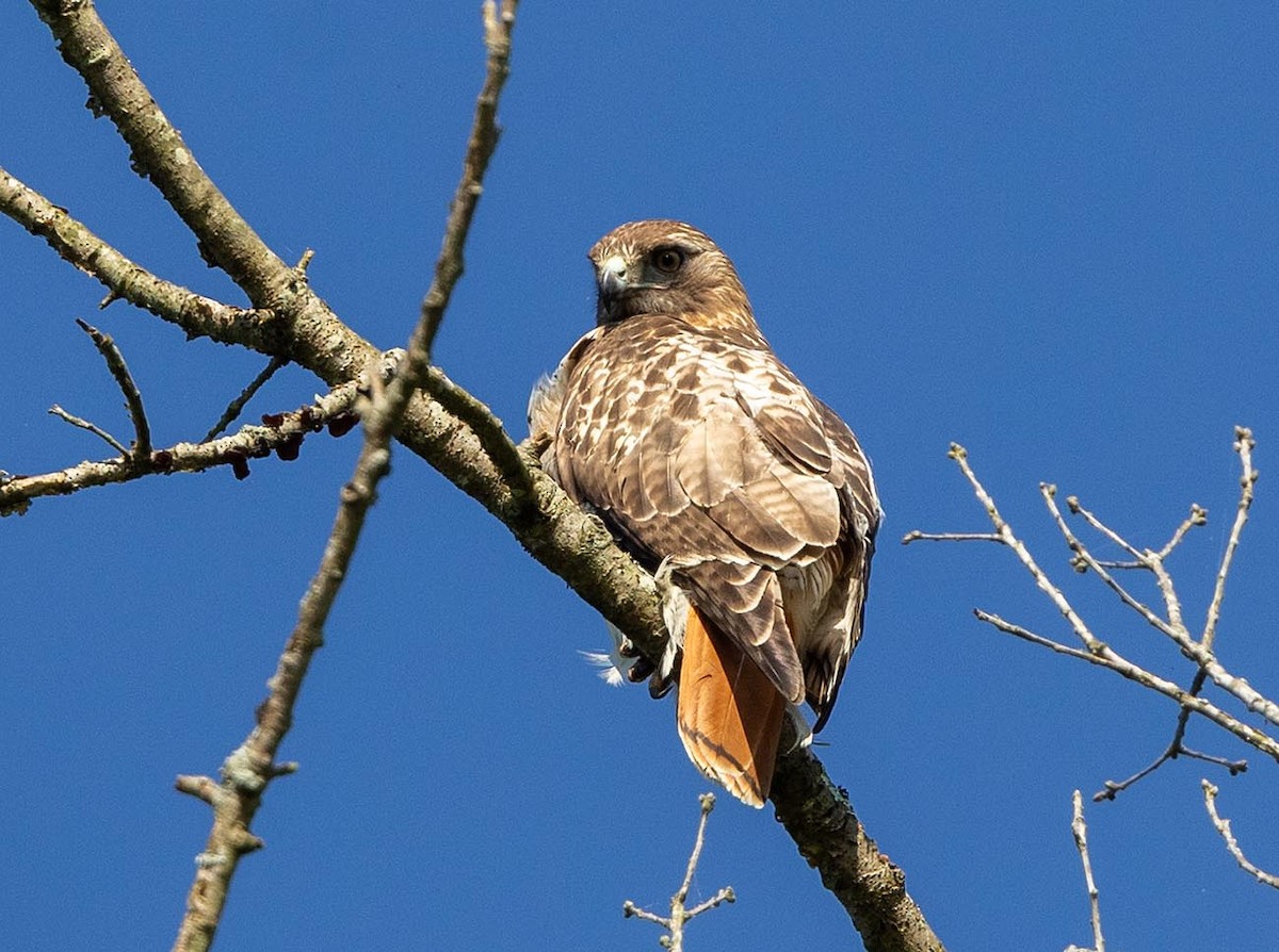 Red-tailed Hawk - ML618317716