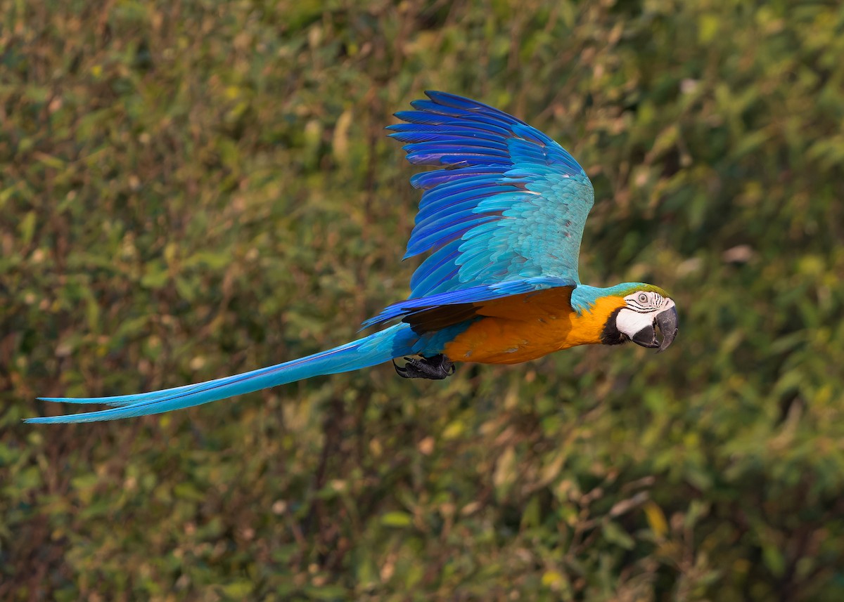 Blue-and-yellow Macaw - ML618317752