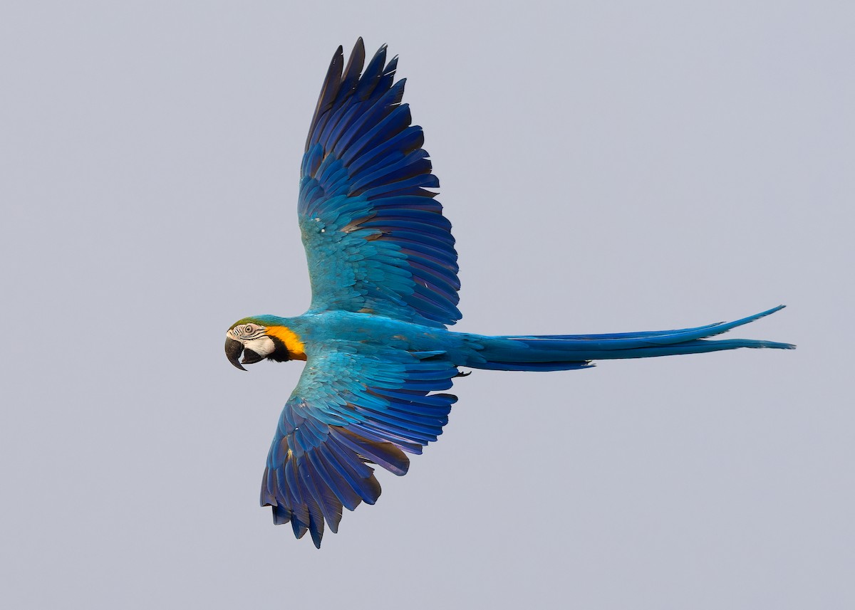 Blue-and-yellow Macaw - ML618317754