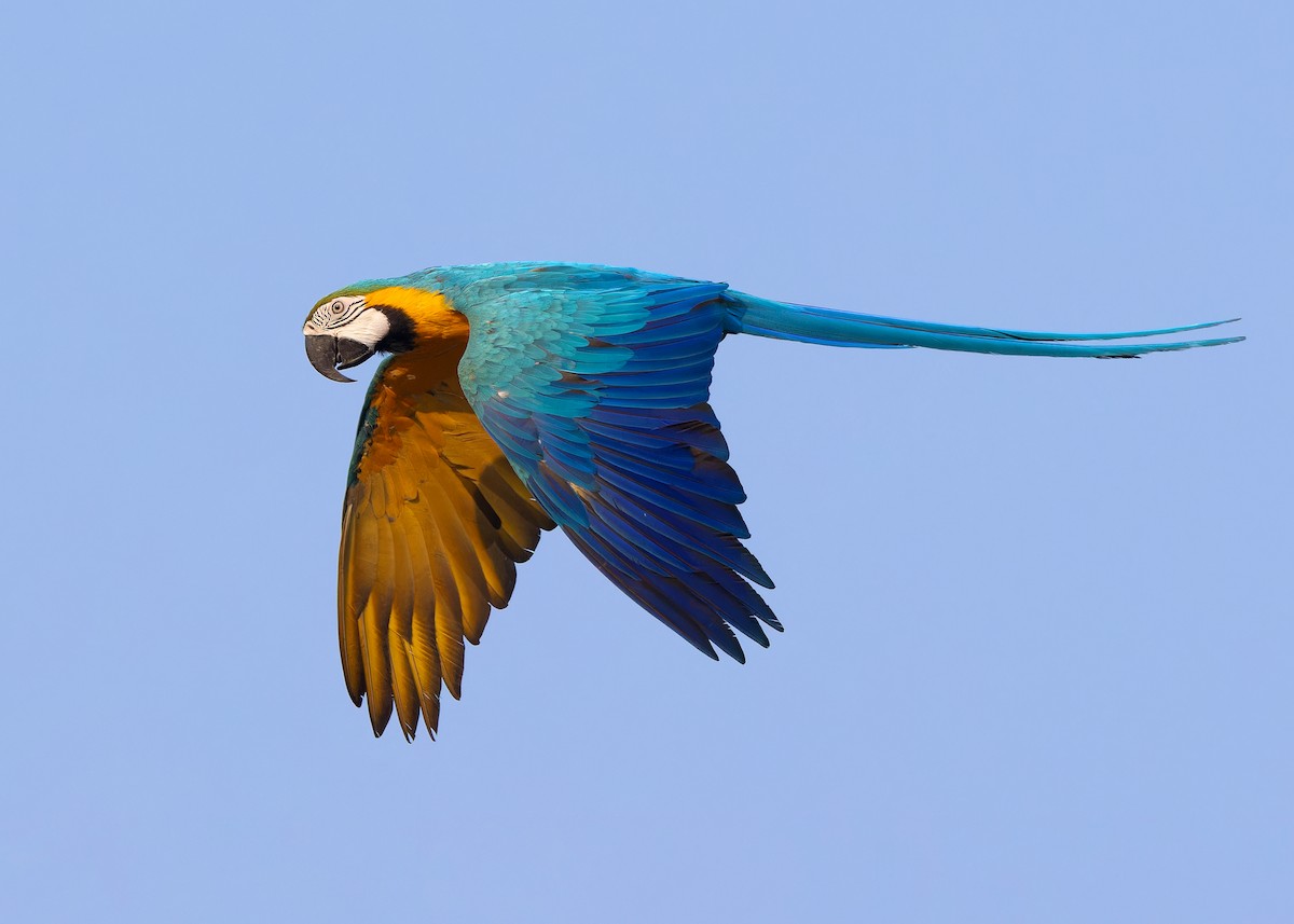 Blue-and-yellow Macaw - ML618317756