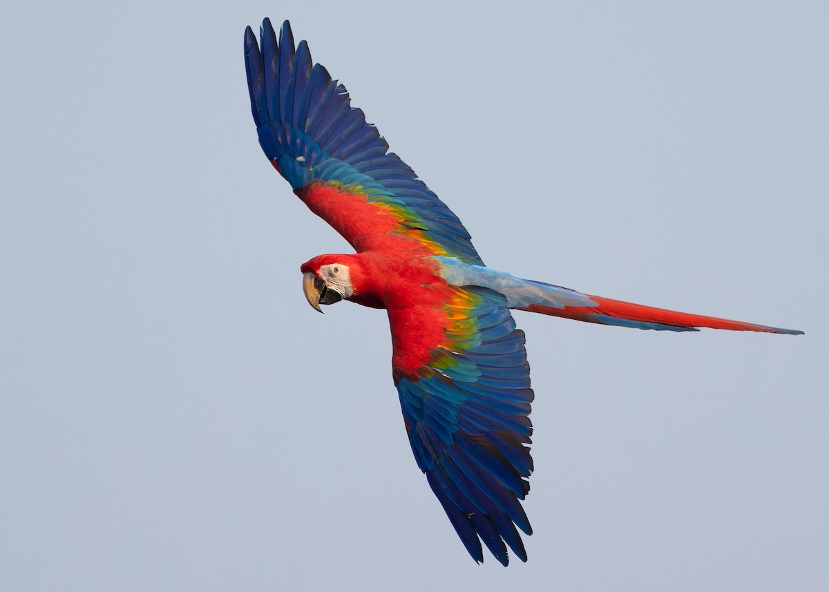 Scarlet Macaw - Ayuwat Jearwattanakanok