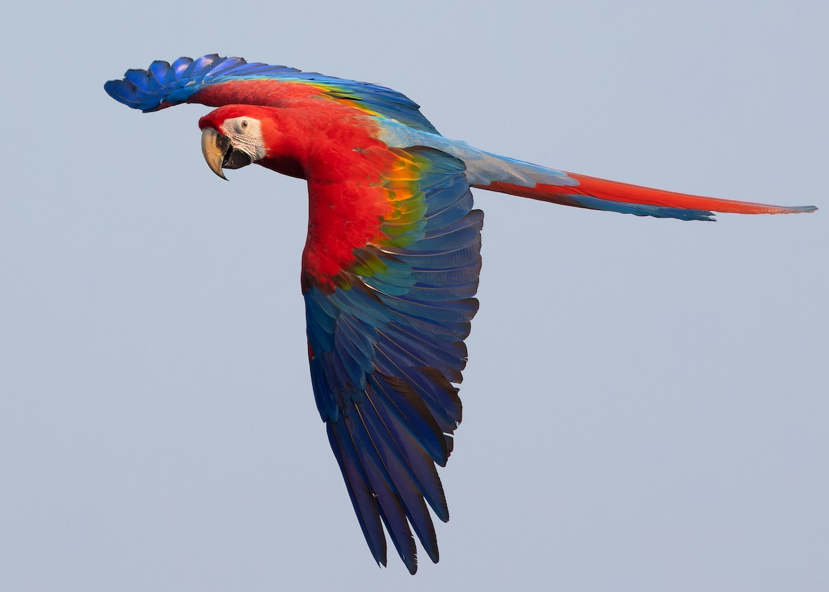 Scarlet Macaw - ML618317768