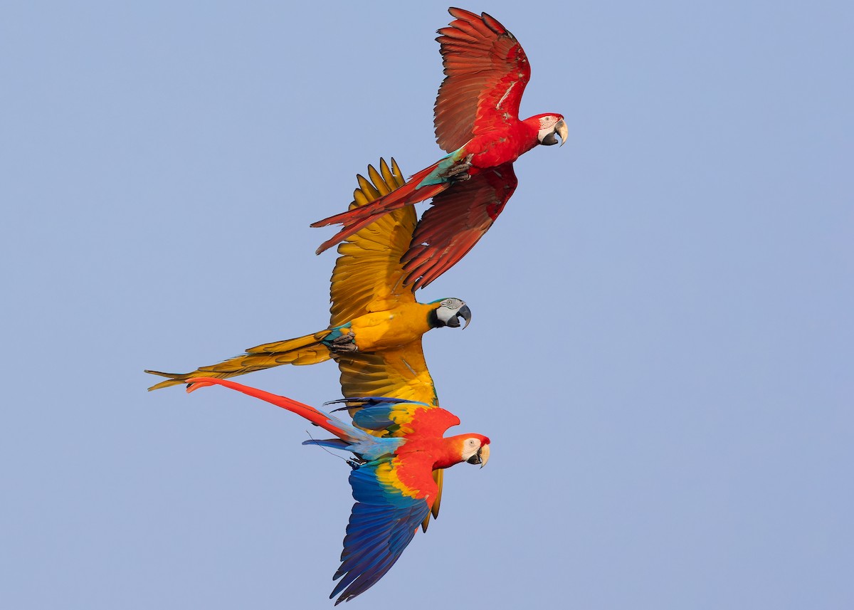Scarlet Macaw - ML618317769