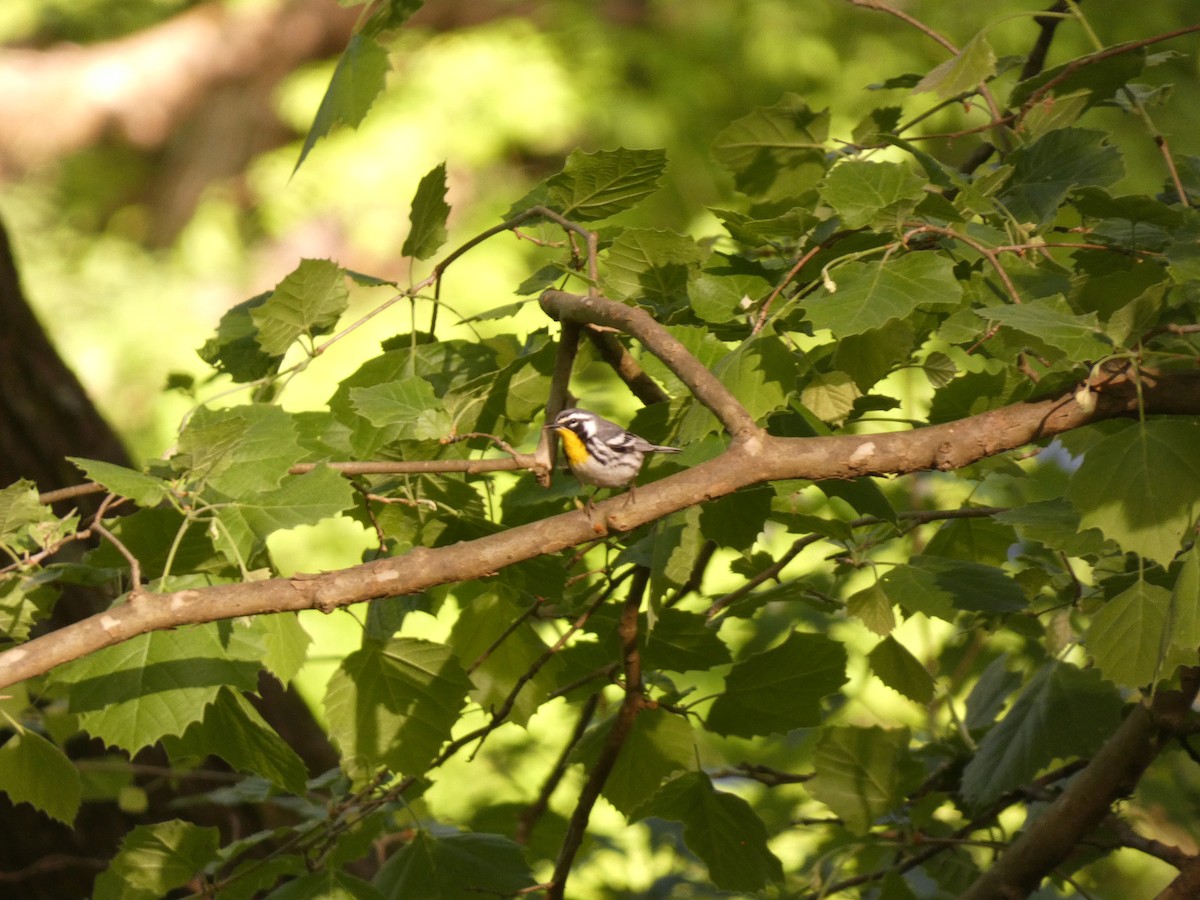Yellow-throated Warbler - ML618317771