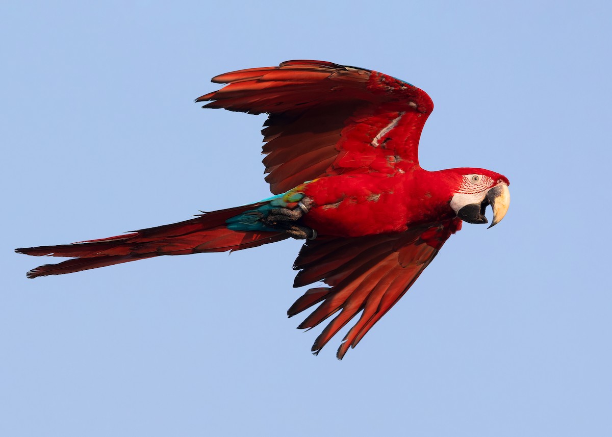 Red-and-green Macaw - ML618317779