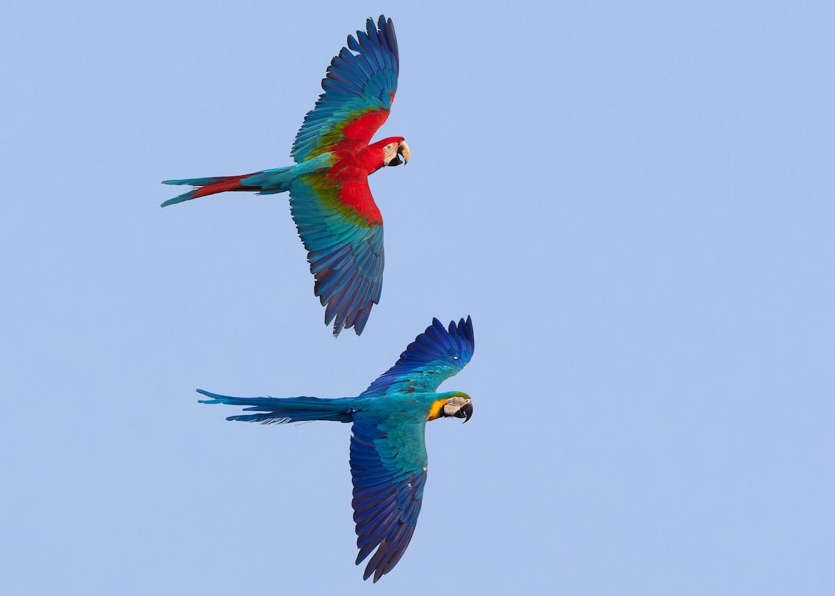 Red-and-green Macaw - Ayuwat Jearwattanakanok