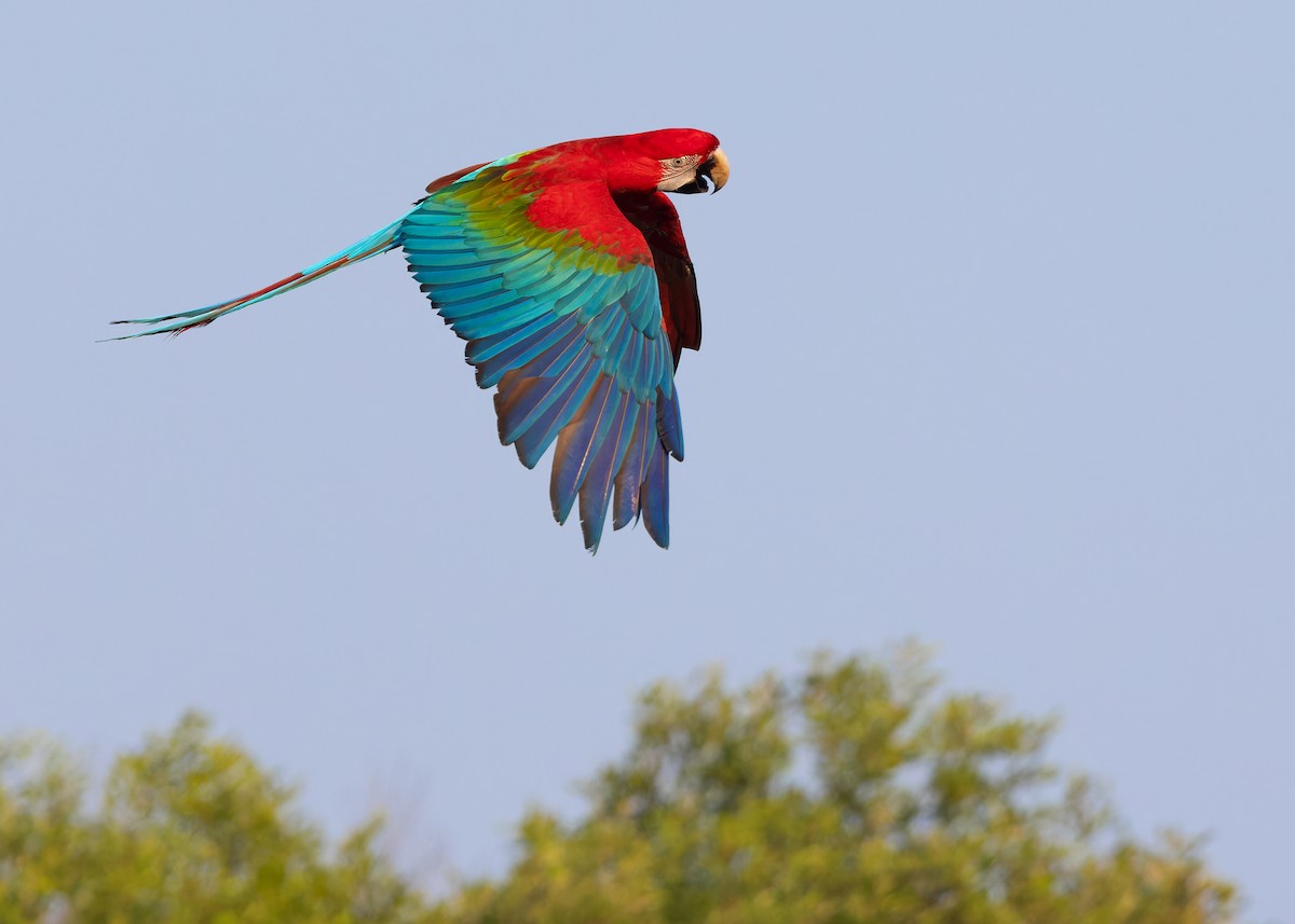 Red-and-green Macaw - ML618317781