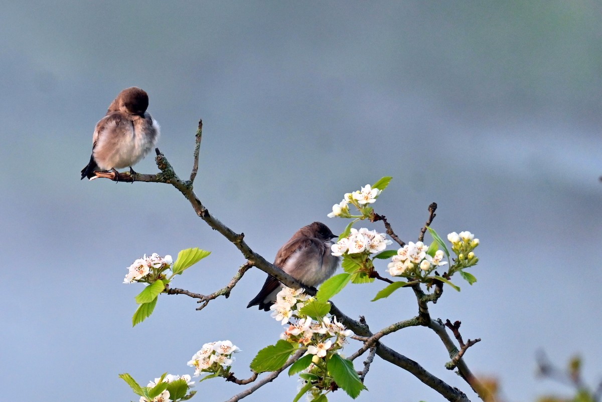 Northern Rough-winged Swallow - ML618317807