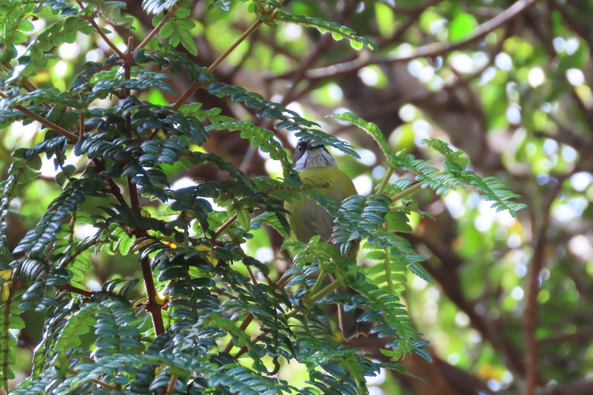 Sooty-capped Chlorospingus - ML618317812