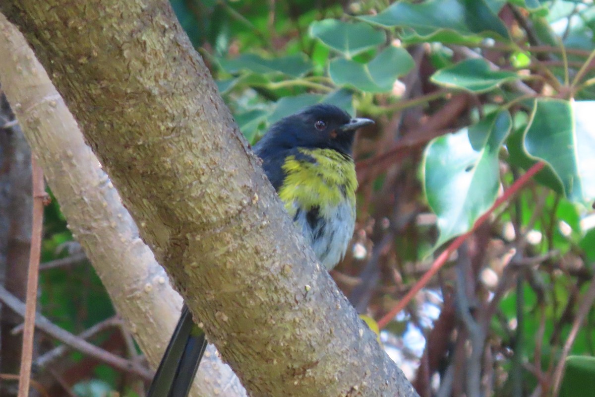 Black-and-yellow Silky-flycatcher - ML618317856